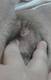 Foto privada de sexypiggy